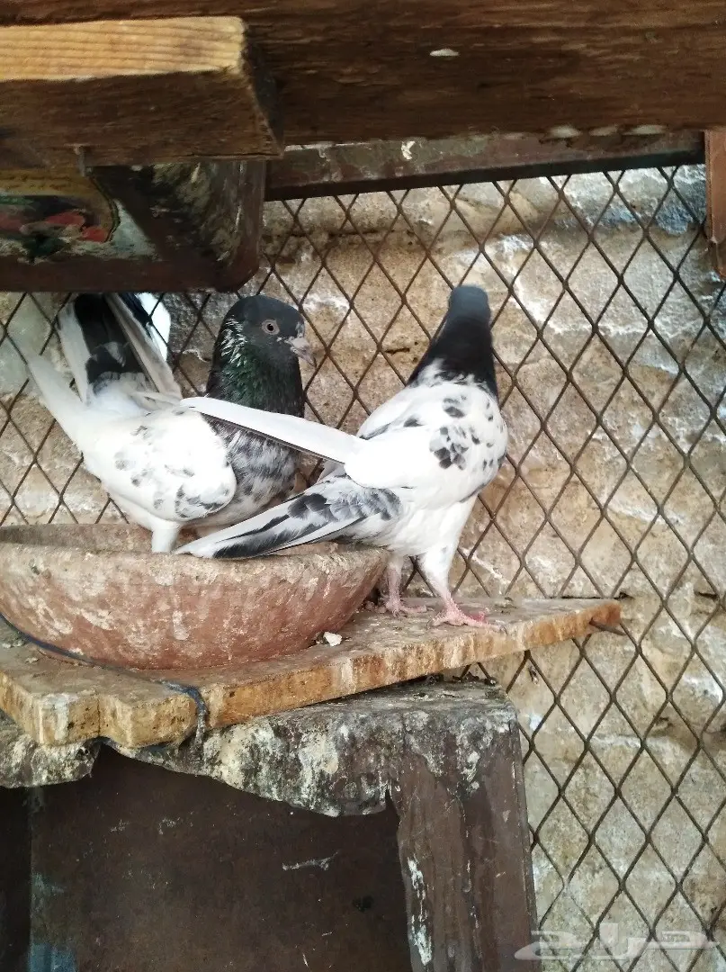 5 اجواز تيديات  (image 5)