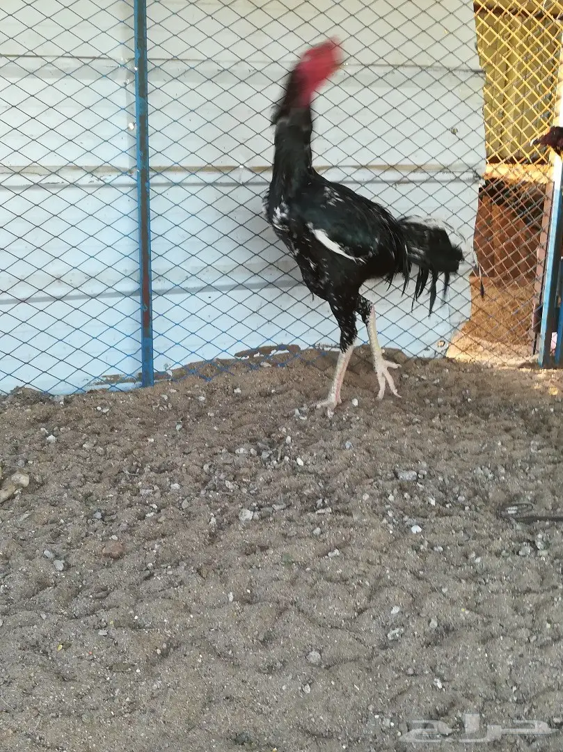 ديك باكستاني سندي فوليا تب توب 