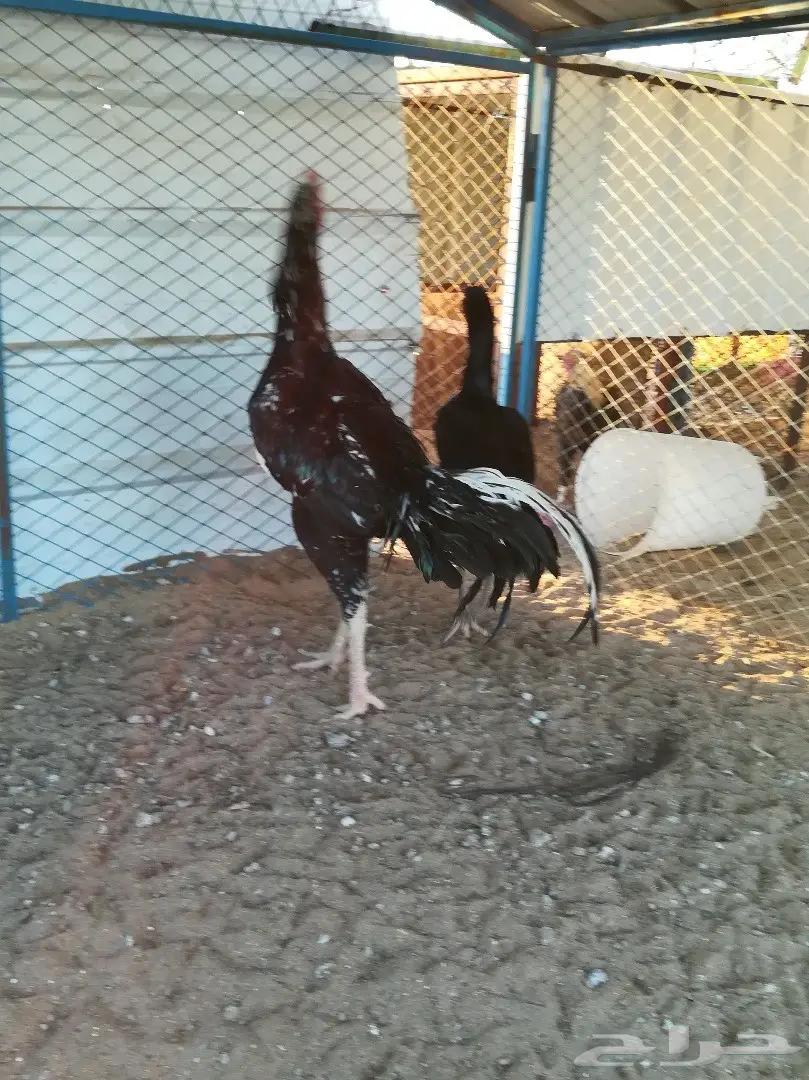 ديك باكستاني سندي فوليا تب توب  (image 1)