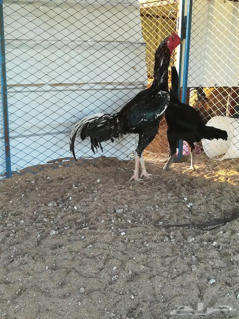 ديك باكستاني سندي فوليا تب توب  (image 2)