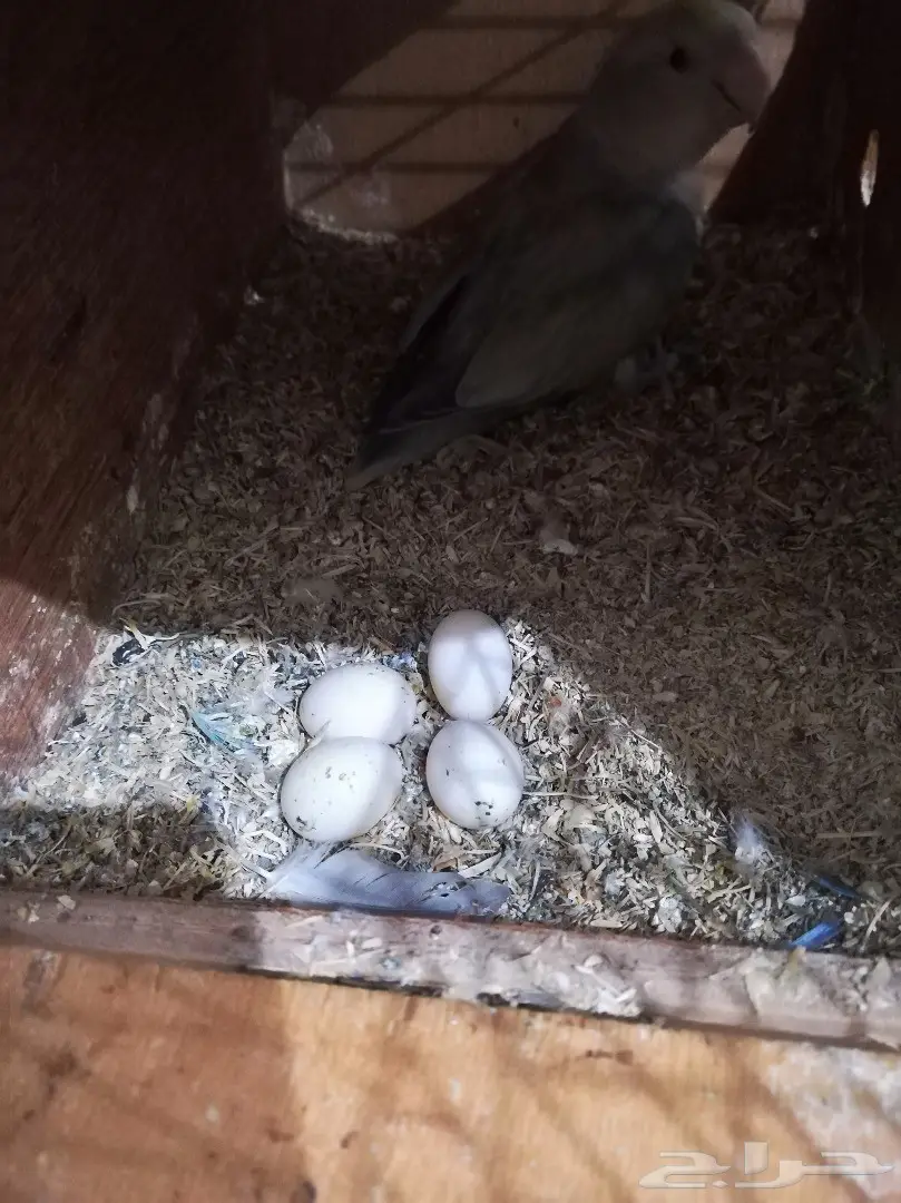 زوج روز مبيض - فرصة استثمارية! (image 5)