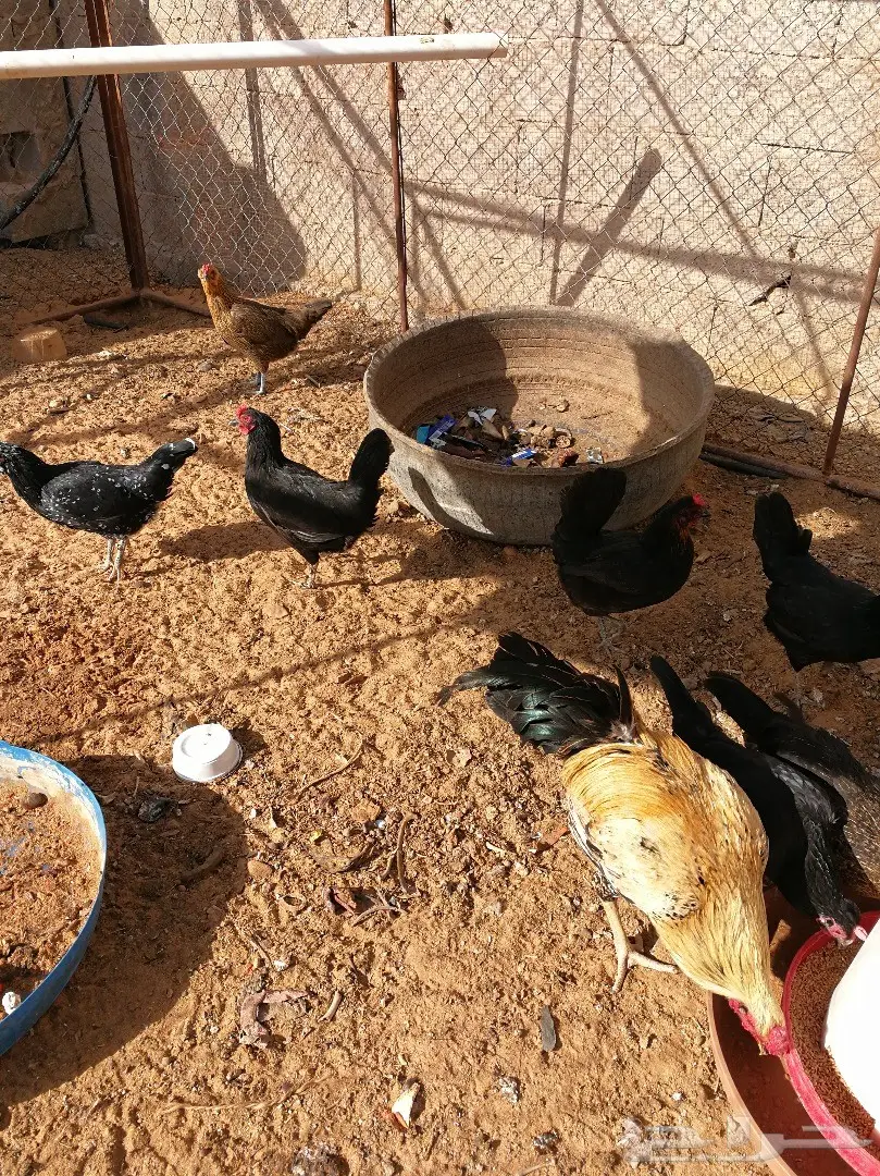 دجاج بياض و ديك - فرصة مميزة في عنيزة!