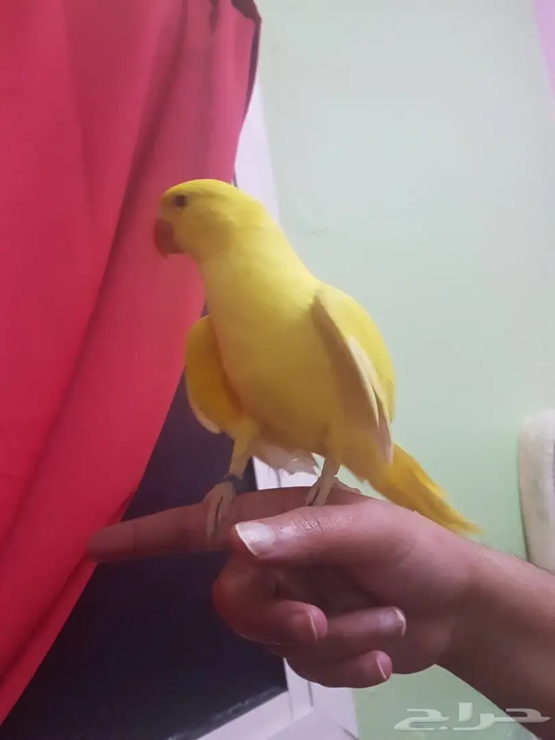 ببغاء دره لاتينو - فرصة لا تُفوّت!