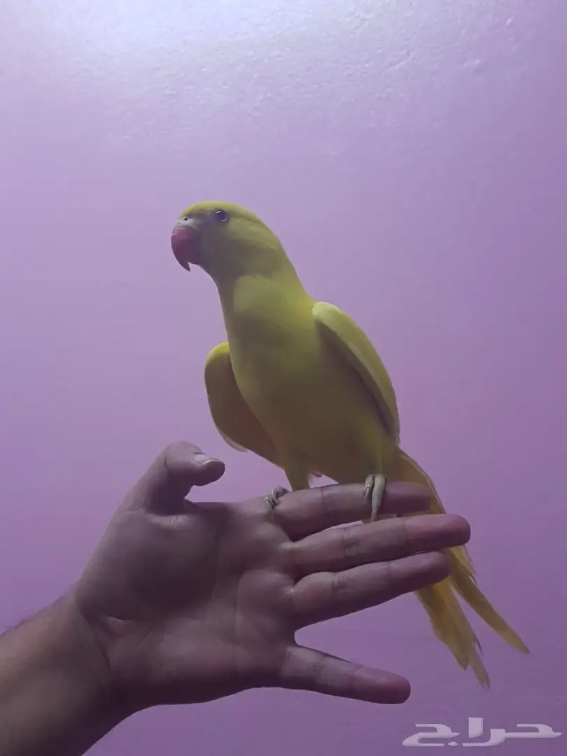 ببغاء دره لاتينو - فرصة لا تُفوّت! (image 2)