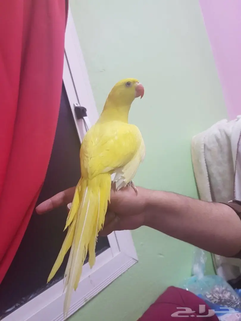 ببغاء دره لاتينو - فرصة لا تُفوّت! (image 3)