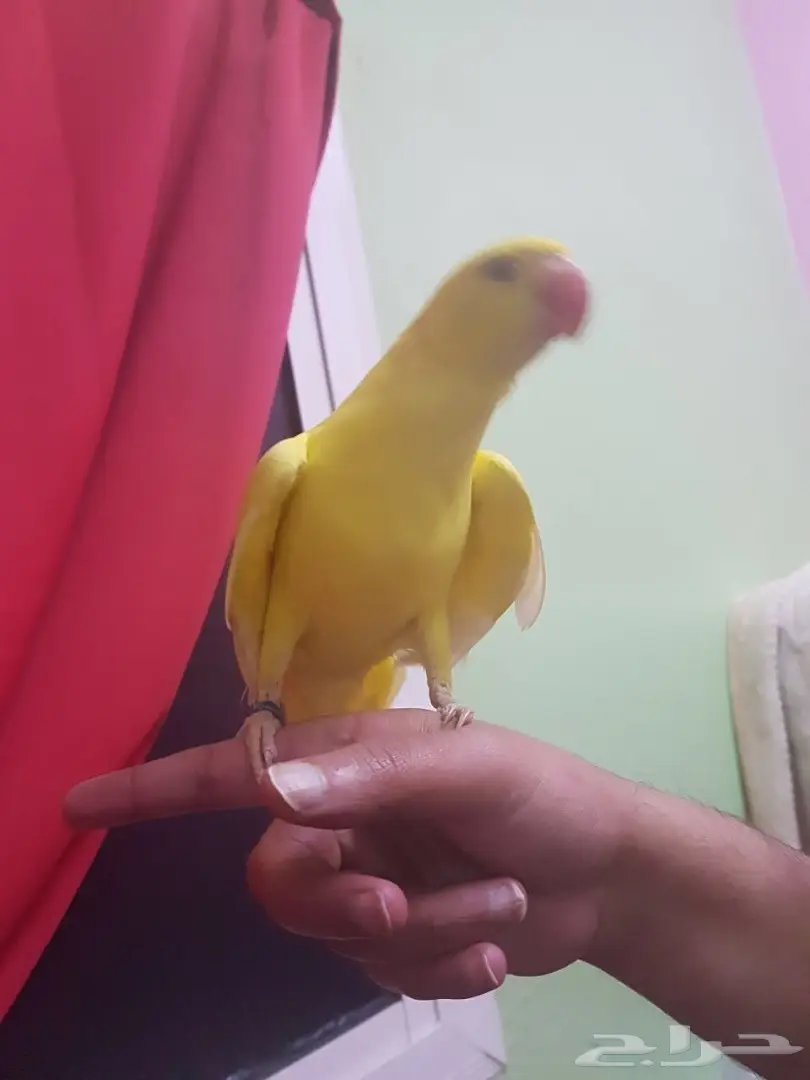 ببغاء دره لاتينو - فرصة لا تُفوّت! (image 4)