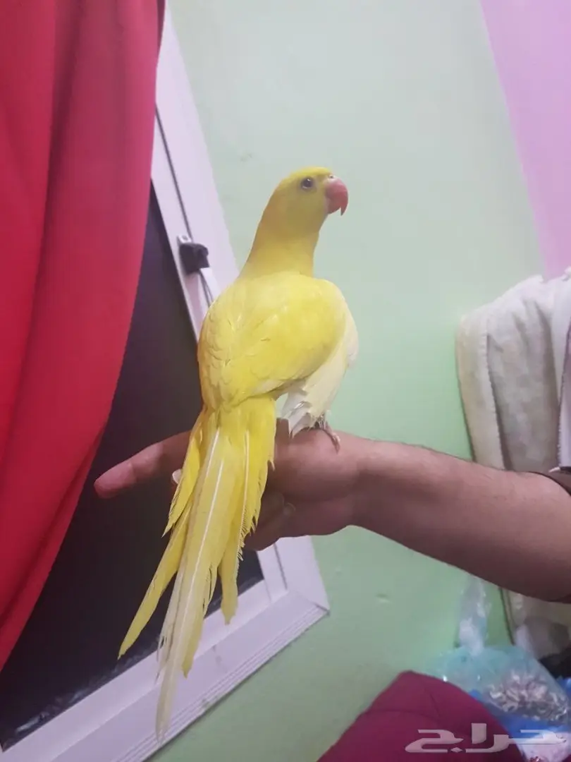 ببغاء دره لاتينو - فرصة لا تُفوّت! (image 5)