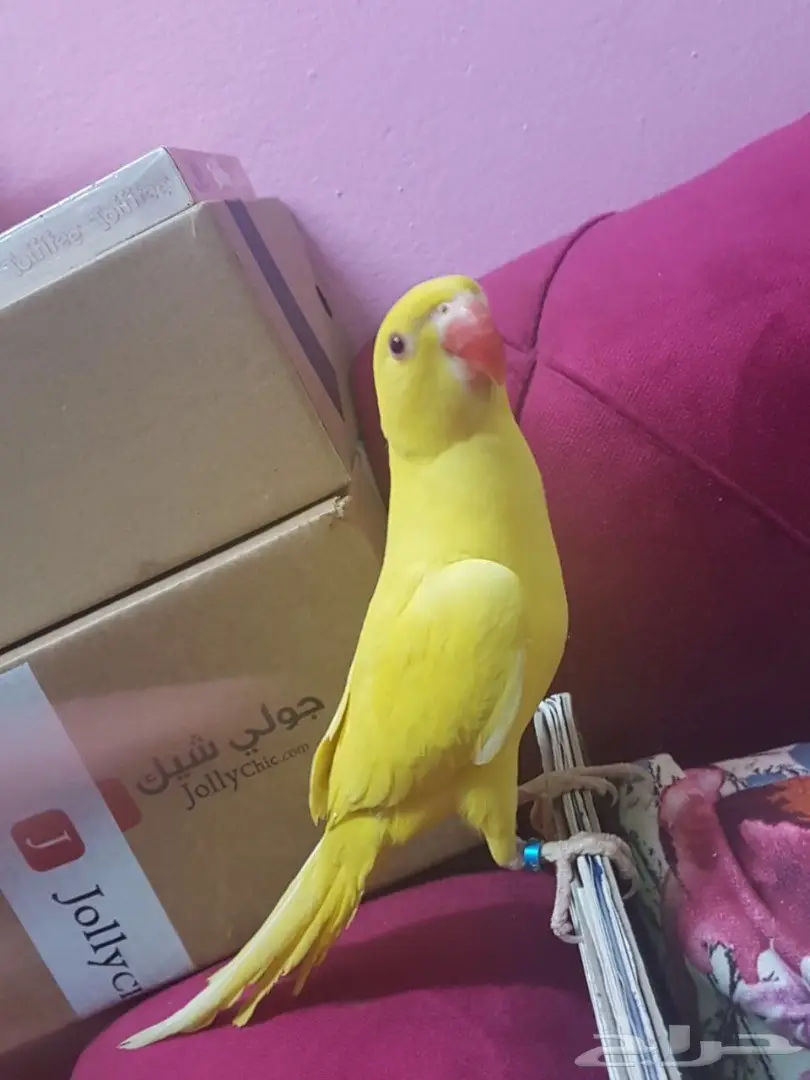 ببغاء دره لاتينو - فرصة لا تُفوّت! (image 6)