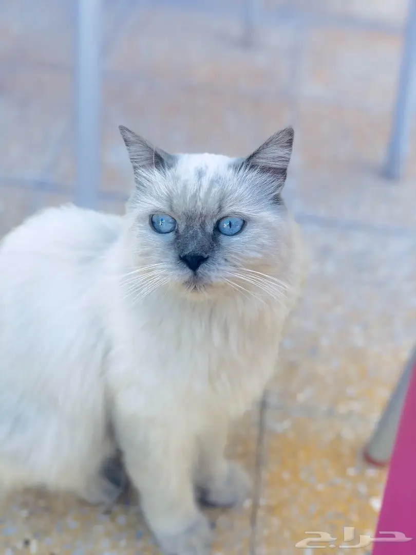 قطط هملايا للبيع  (image 1)