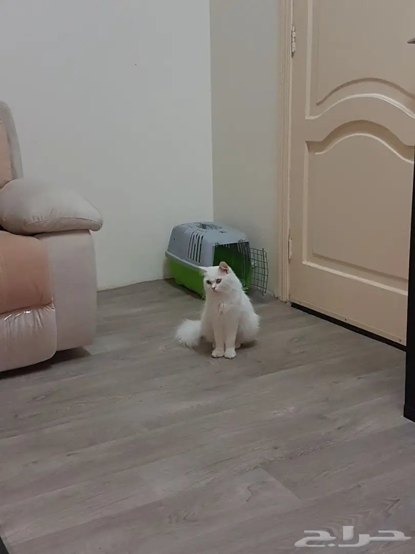 قط شيرازي للتبني  (image 2)