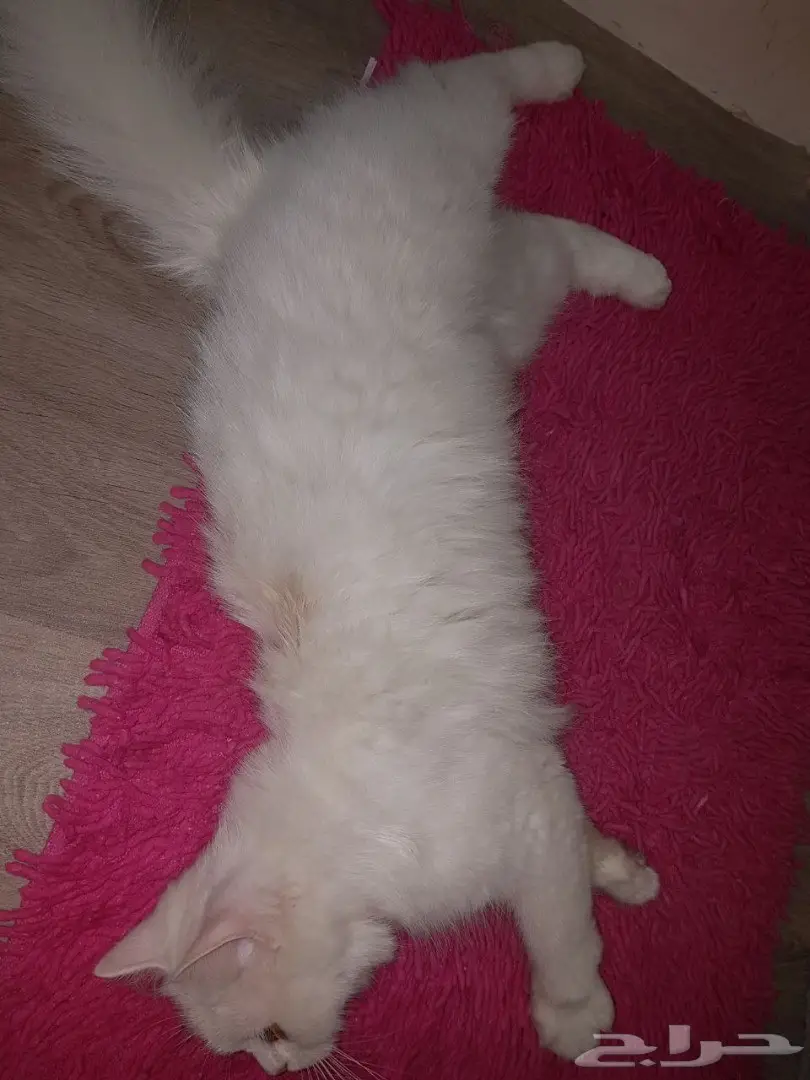 قط شيرازي للتبني  (image 3)