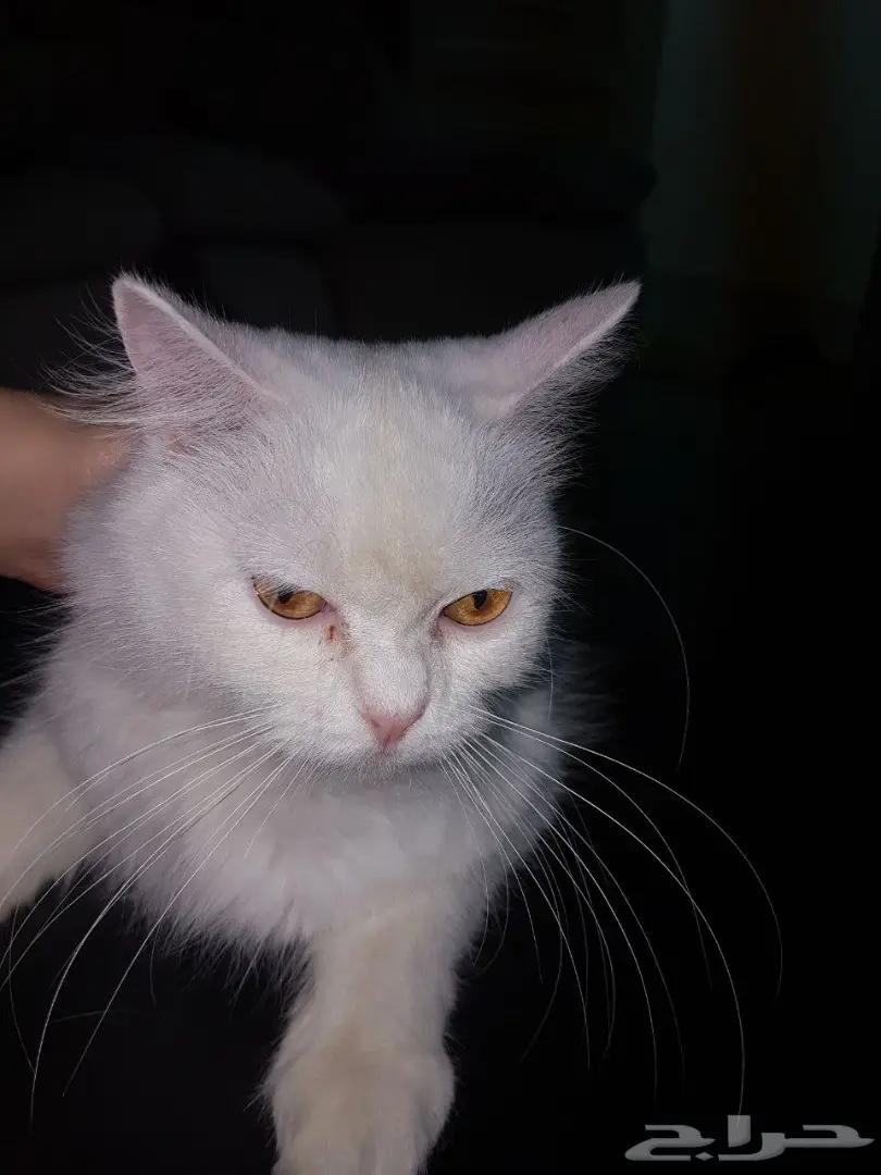 قط شيرازي للتبني  (image 7)