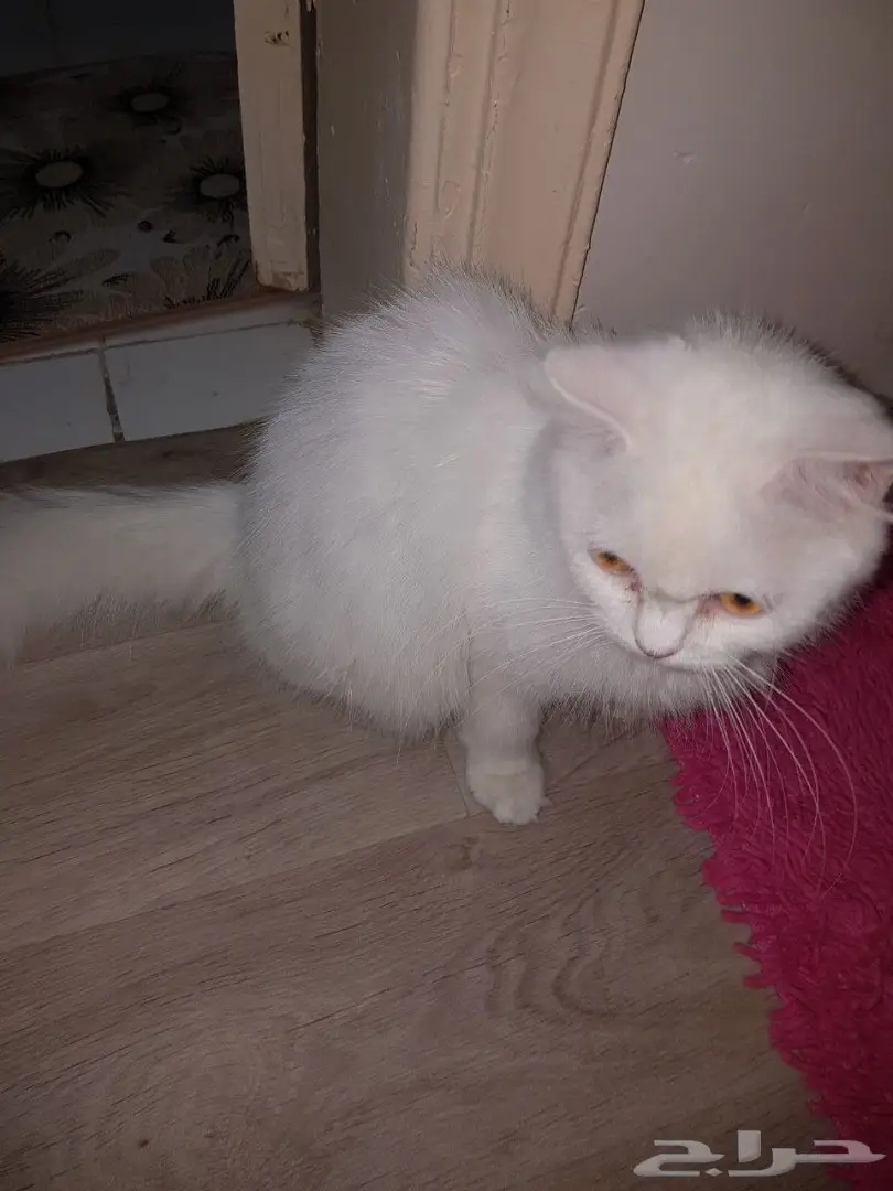 قط شيرازي للتبني  (image 8)