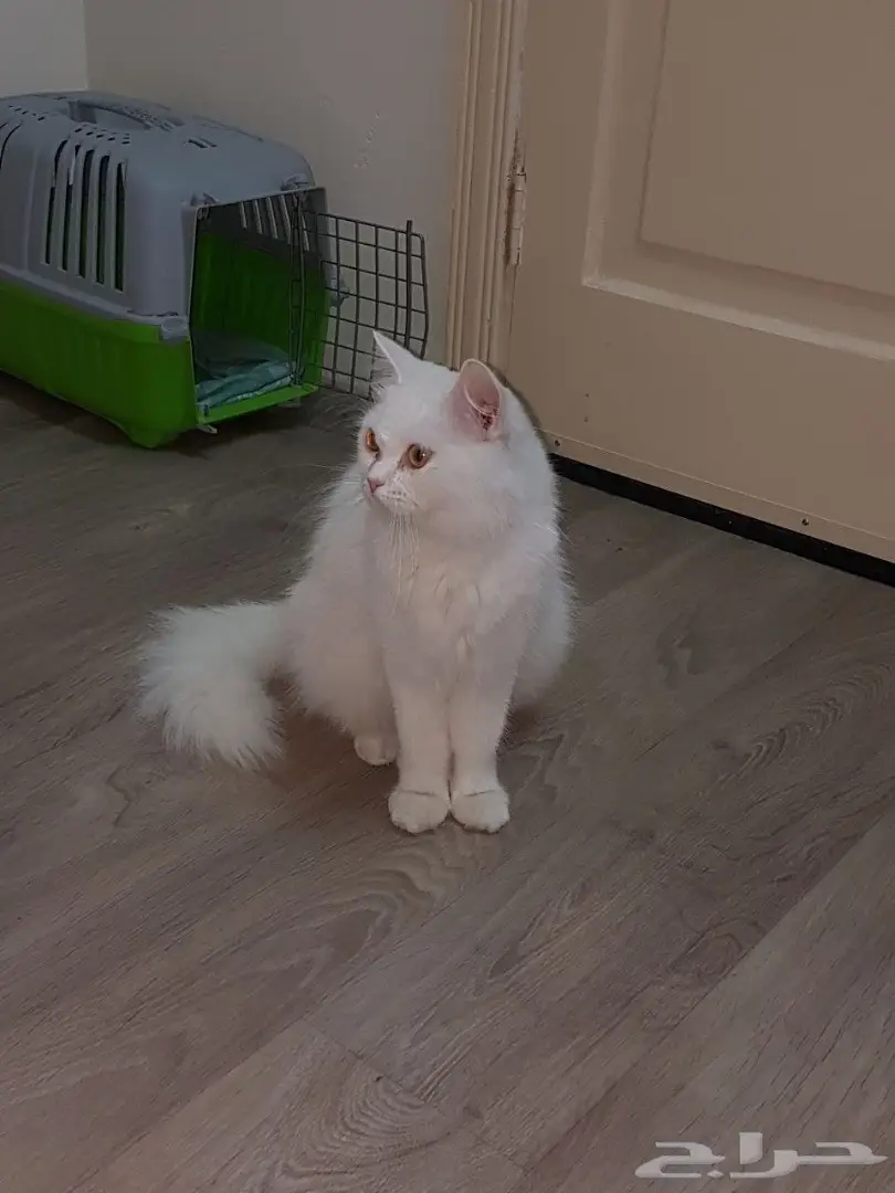 قط شيرازي للتبني  (image 9)