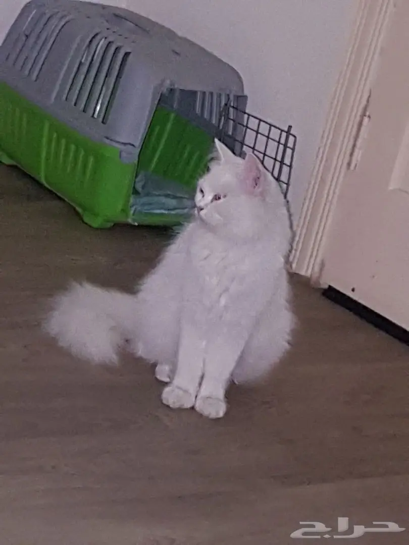 قط شيرازي للتبني  (image 10)