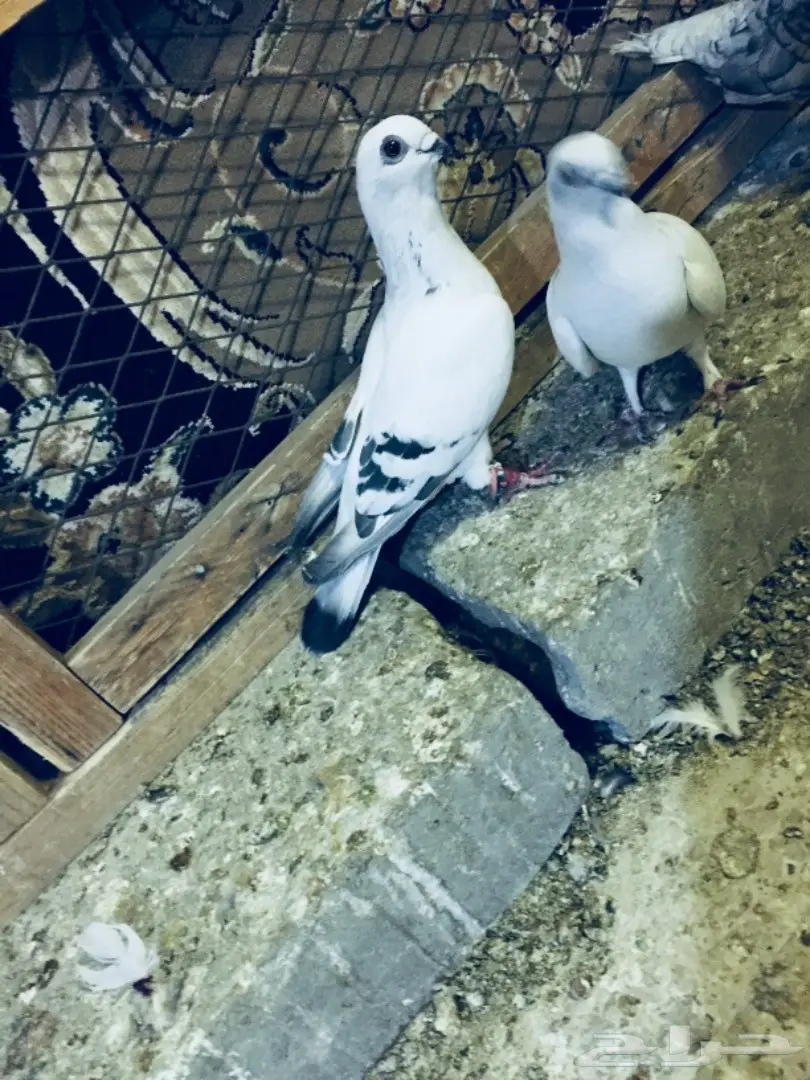 جوز بوز TOP (image 1)