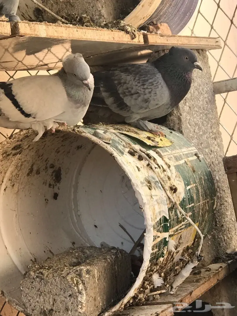 حمام جمله - فرصة لا تُفوّت! (image 1)