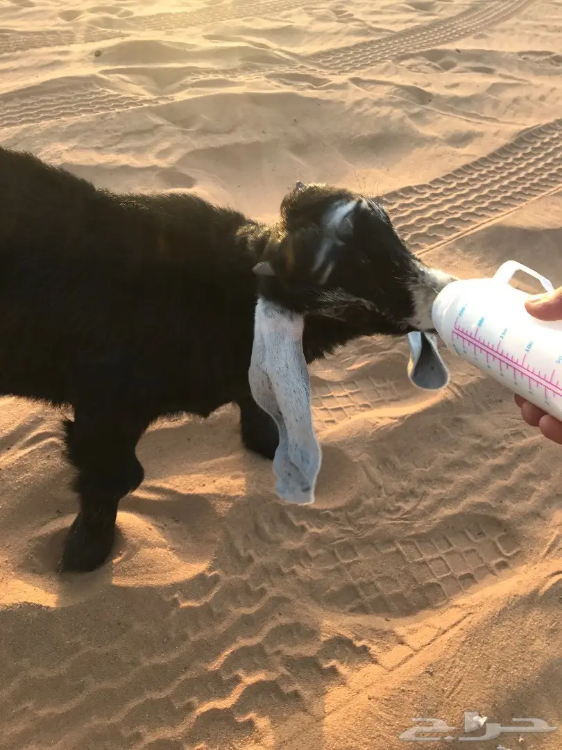 تيس عمره شهرين للبيع (image 2)