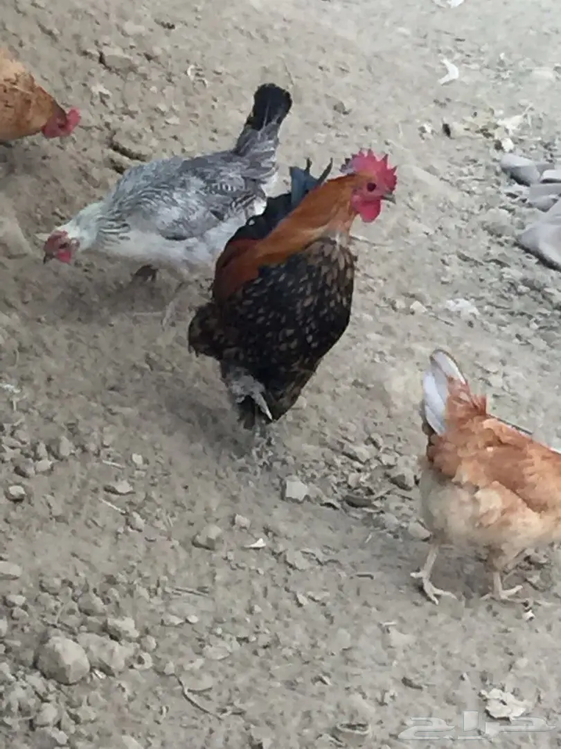 دجاج بلدي (image 5)