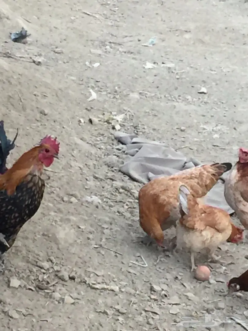 دجاج بلدي (image 6)