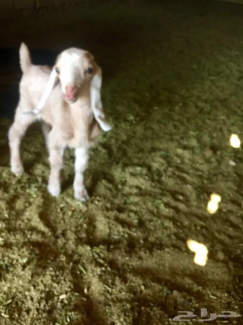 دغور جفرة مزيونة 