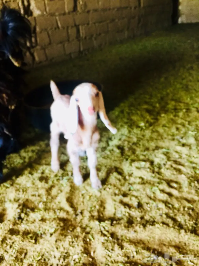 دغور جفرة مزيونة  (image 1)