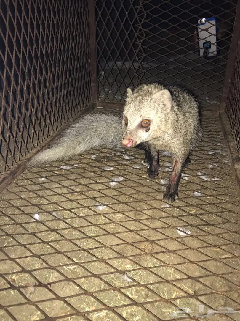 نمس((مشع)) (image 1)