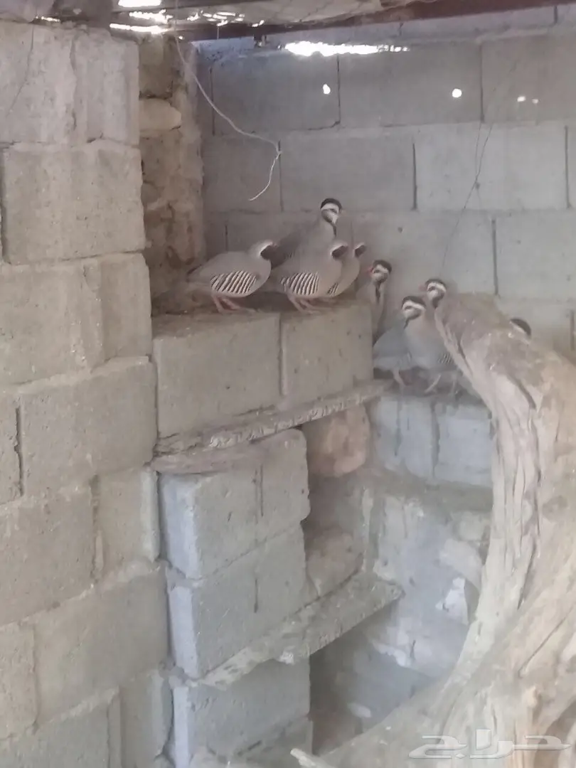 حجل أبو خد للبيع