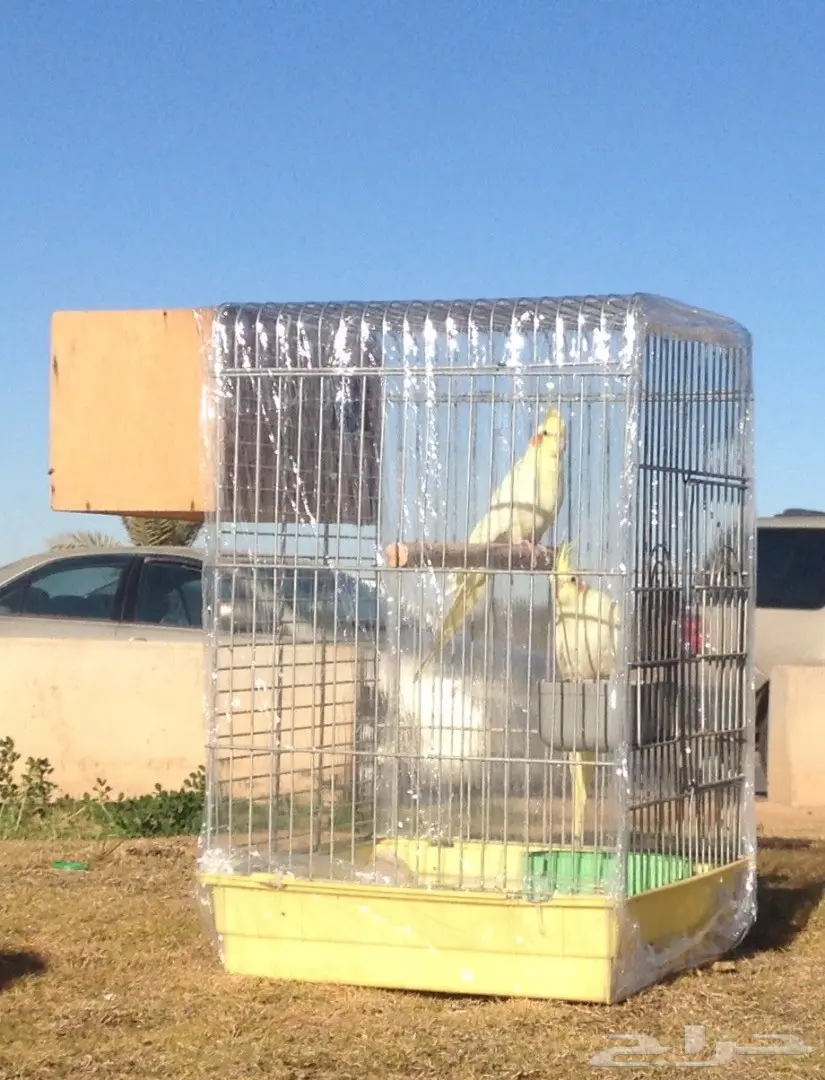 زوج الكروان لاتينو  (image 2)