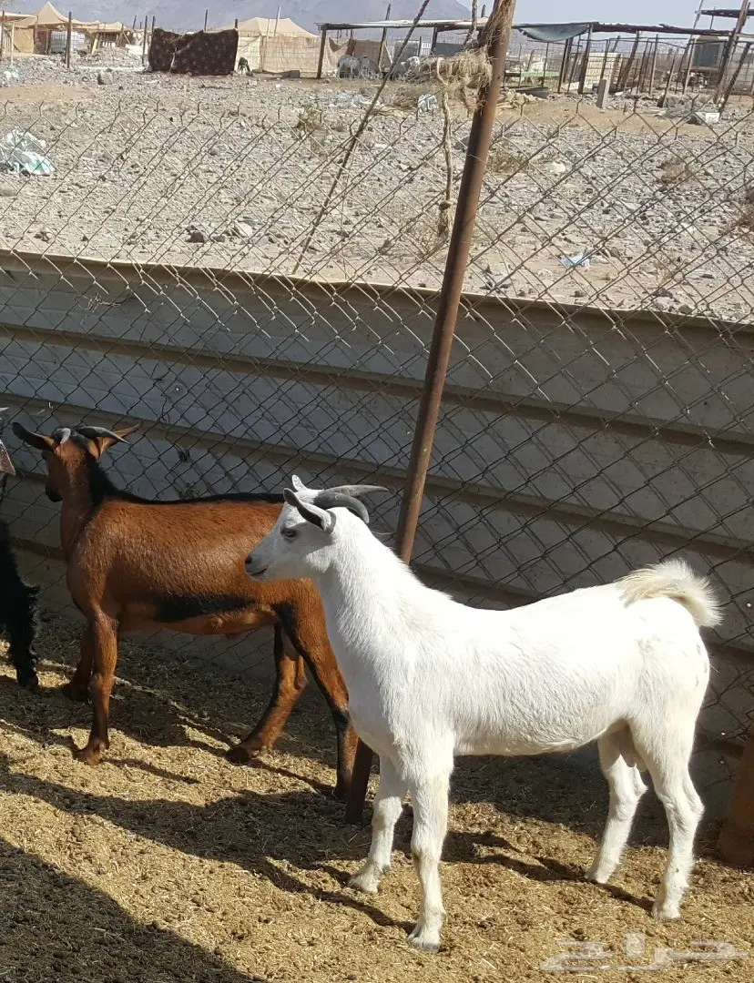 تيوس محايل عسير (image 0)