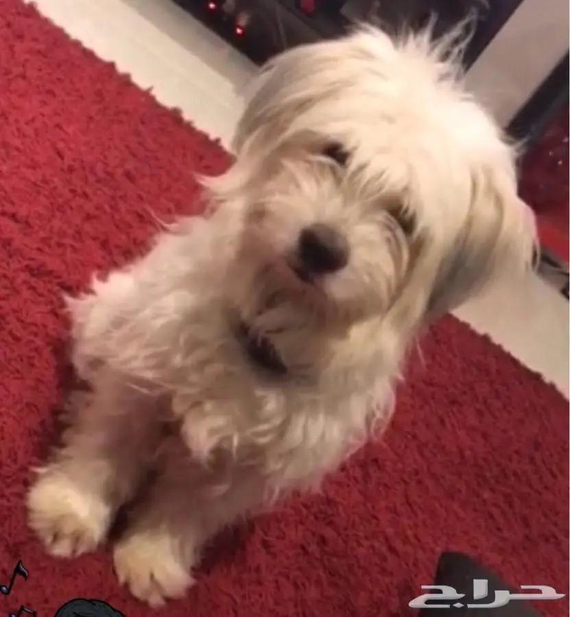 كلب مالتيزر للبيع