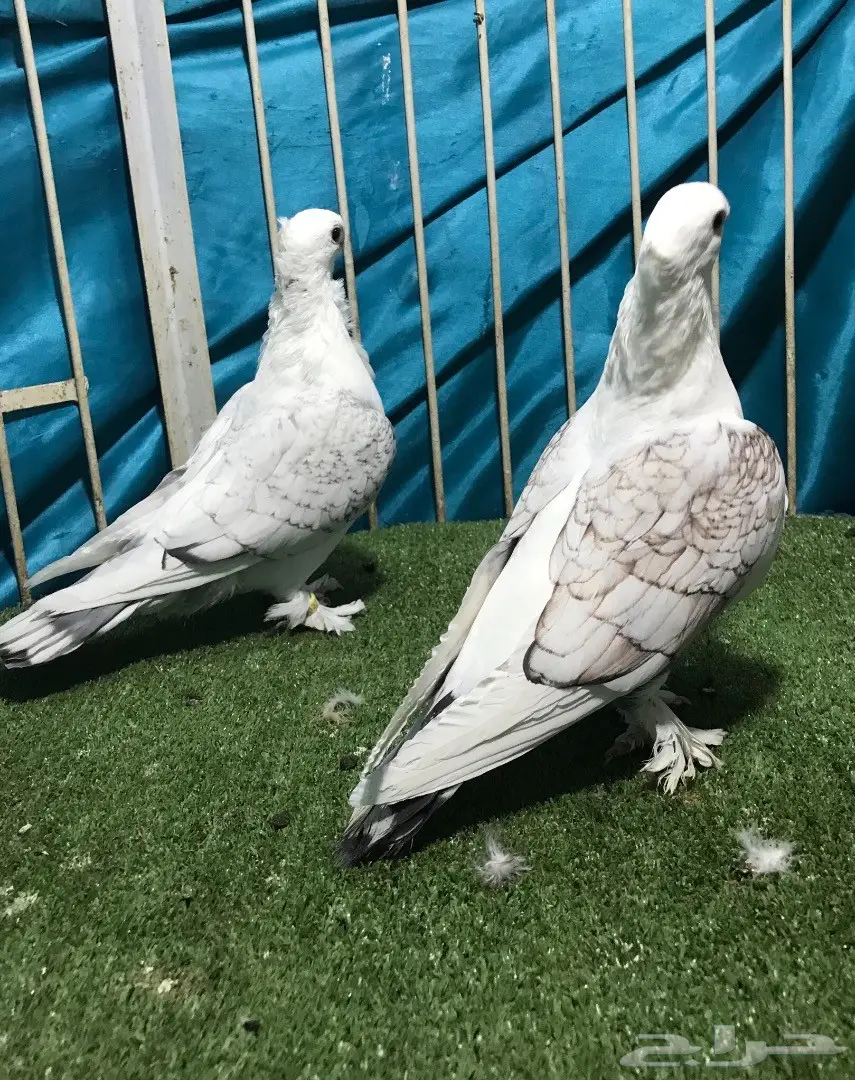 جوز حب رمان (image 2)