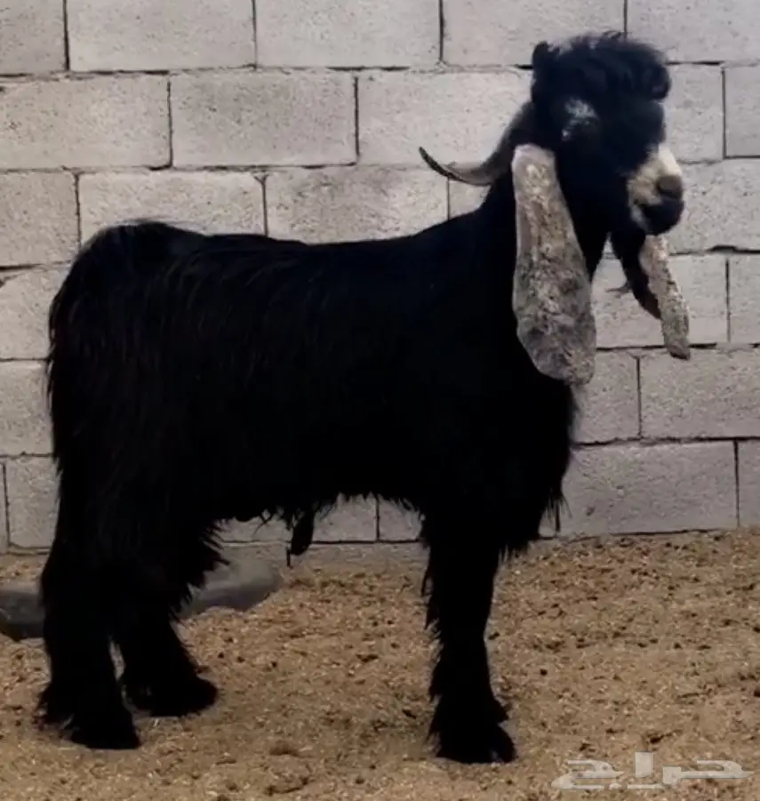 تيسين عوارض للبيع (image 1)