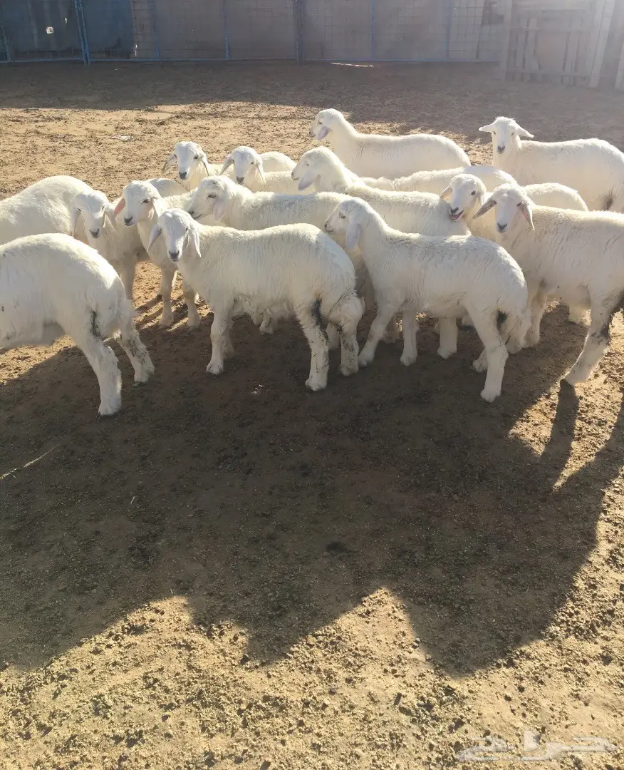 طليان ورخال 19