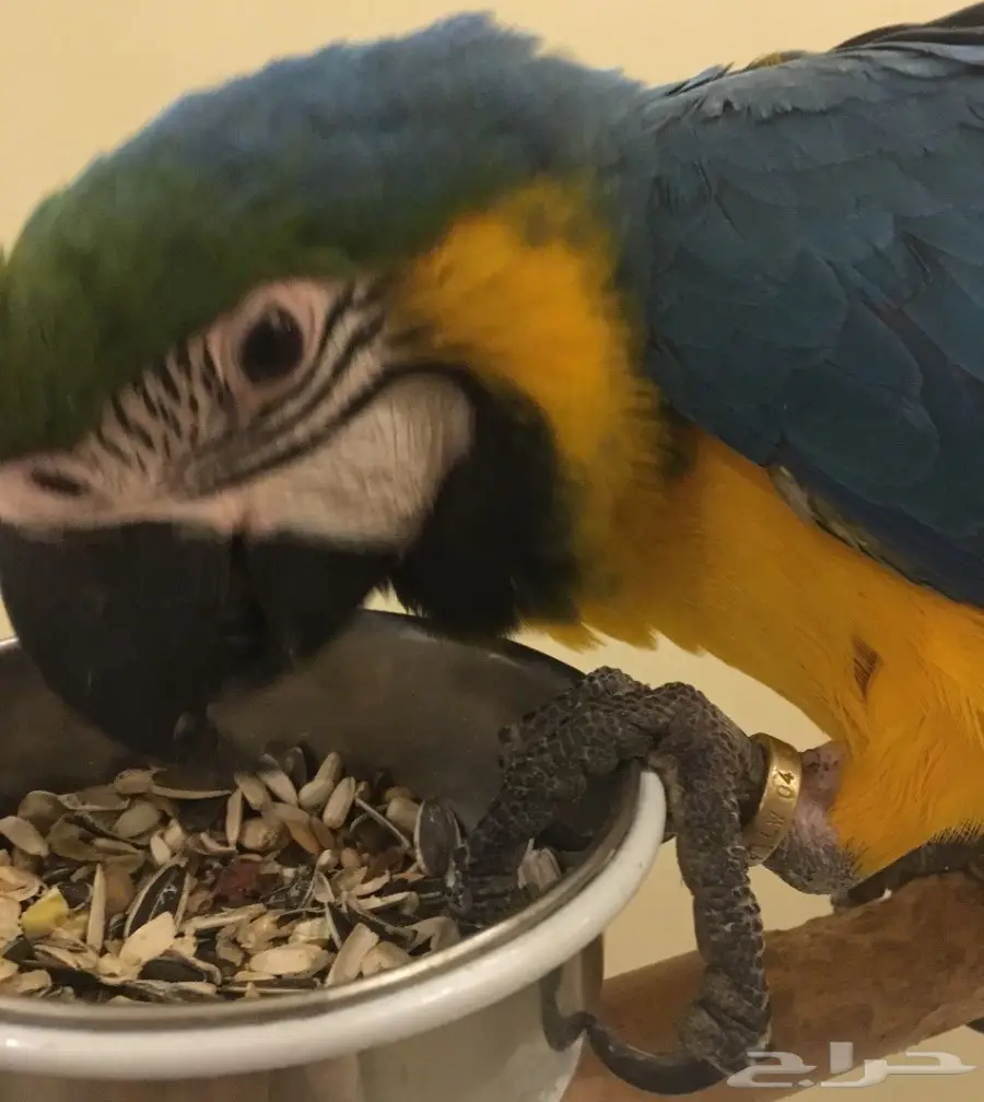 مكاو بغبغاء (image 3)