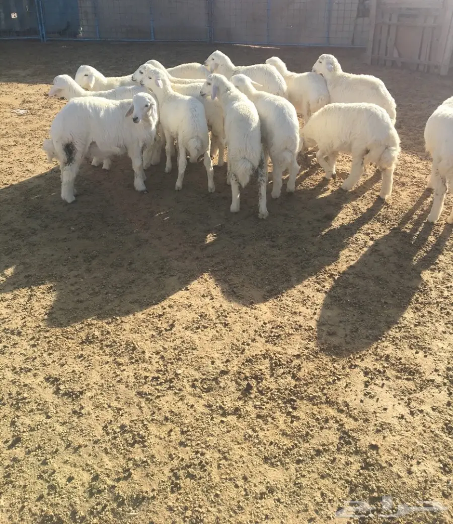 طليان ورخال 19 (image 3)