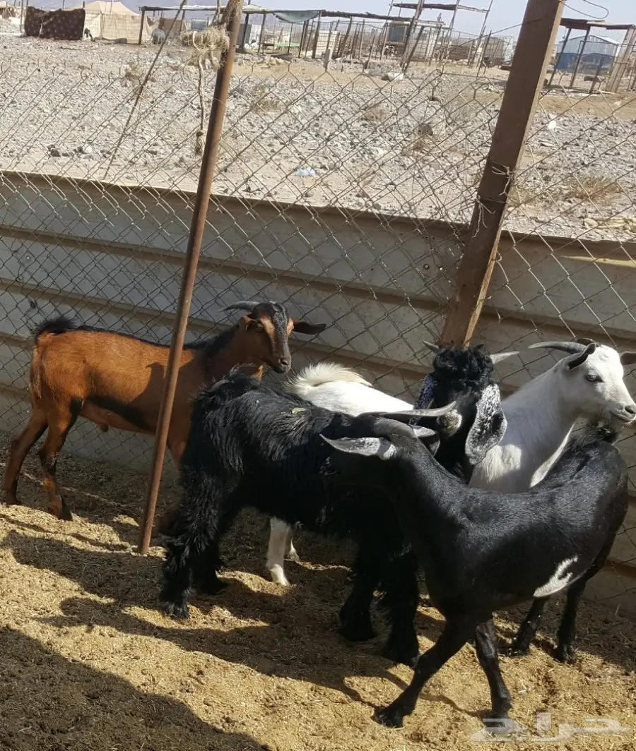 تيوس محايل عسير (image 5)