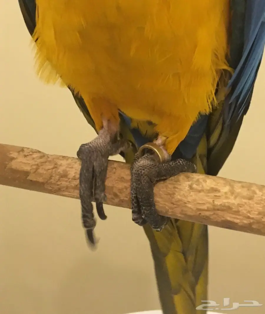 مكاو بغبغاء (image 4)