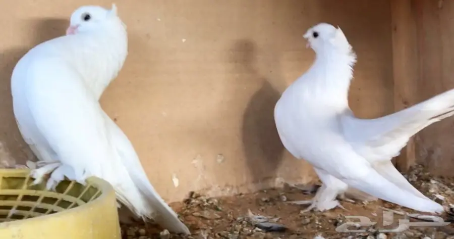 كورينقو منتح (image 5)