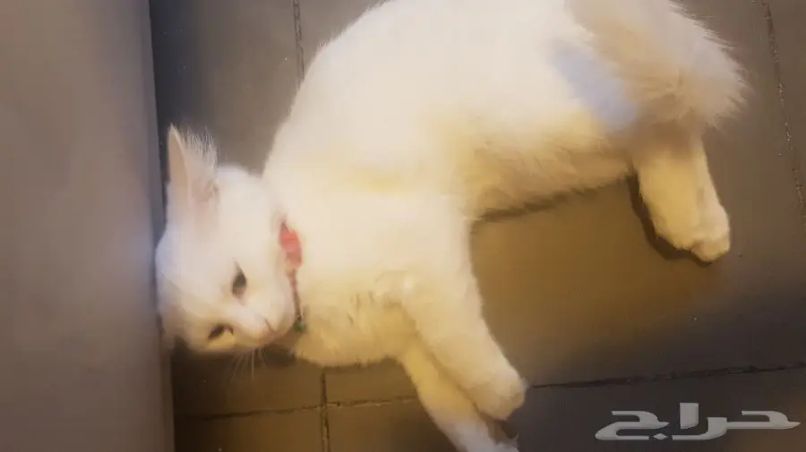 قطه شيرازية (image 1)