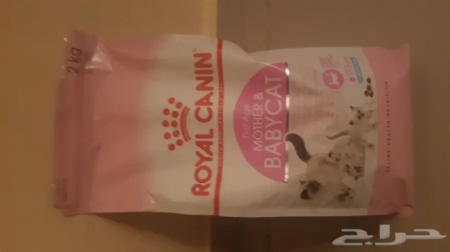 قطه شيرازية (image 3)