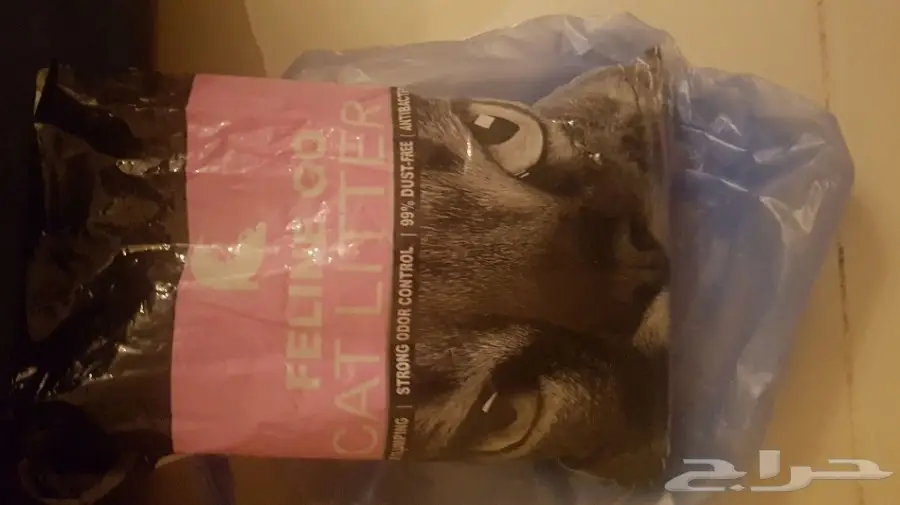 قطه شيرازية (image 4)