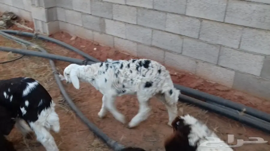 هرافي نجد (image 3)