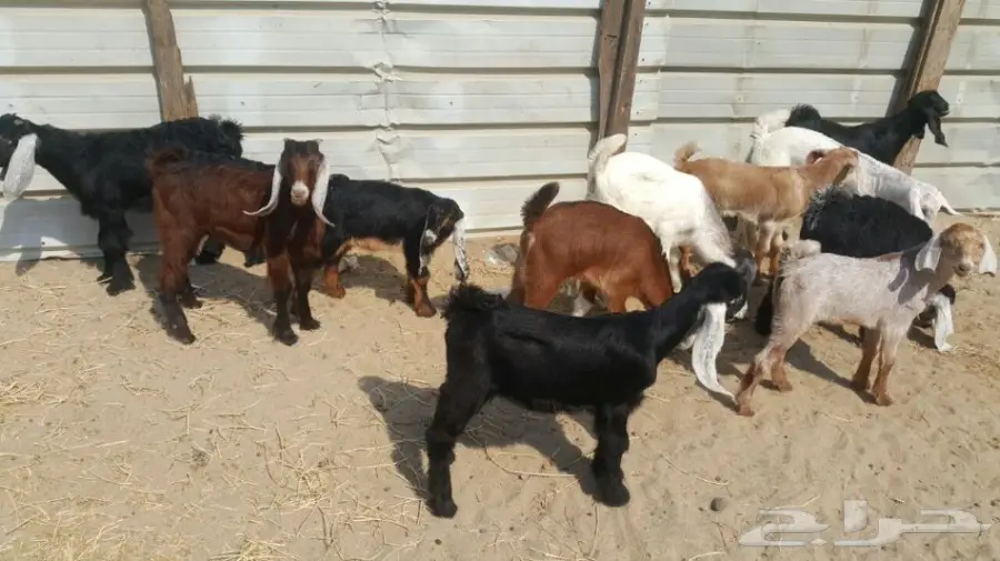 7 تيوس و4 جفار على 300 ريال