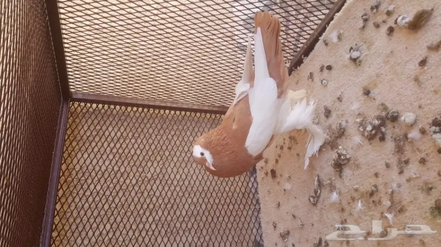 جوز نفاخ سوبر جامبو (image 1)