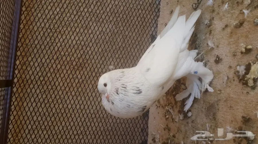 جوز نفاخ سوبر جامبو (image 3)