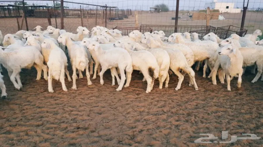 طليان ورخال حريه للبيع (image 1)