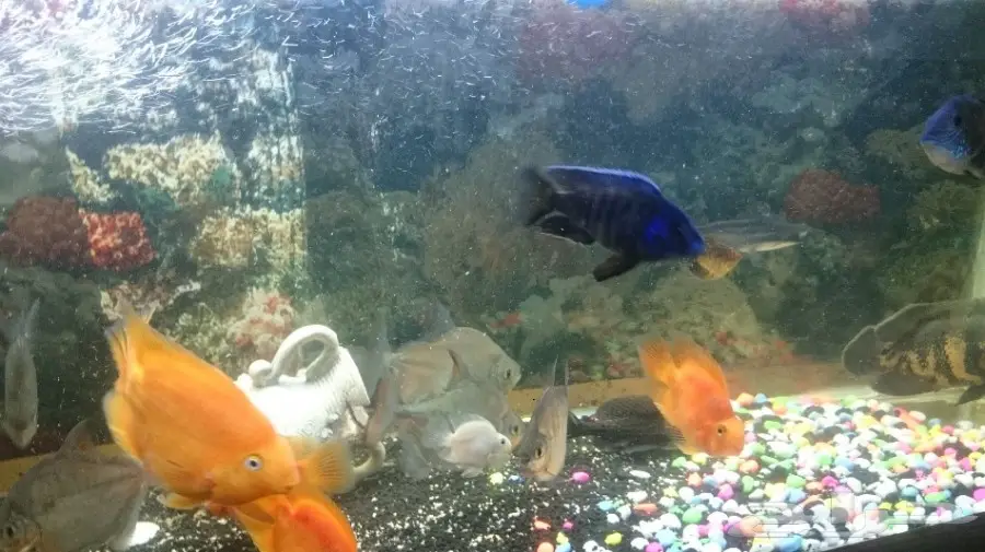 طيور بادجي وحوض اسماك  (image 6)