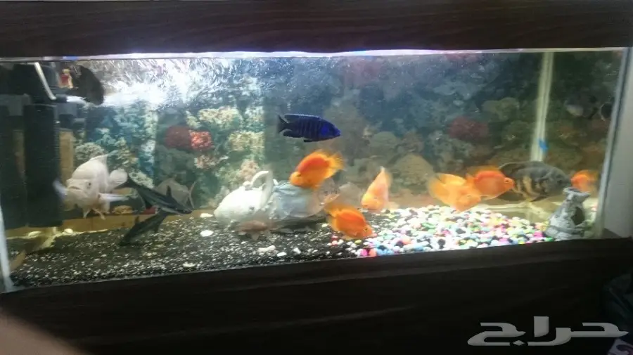 طيور بادجي وحوض اسماك  (image 8)