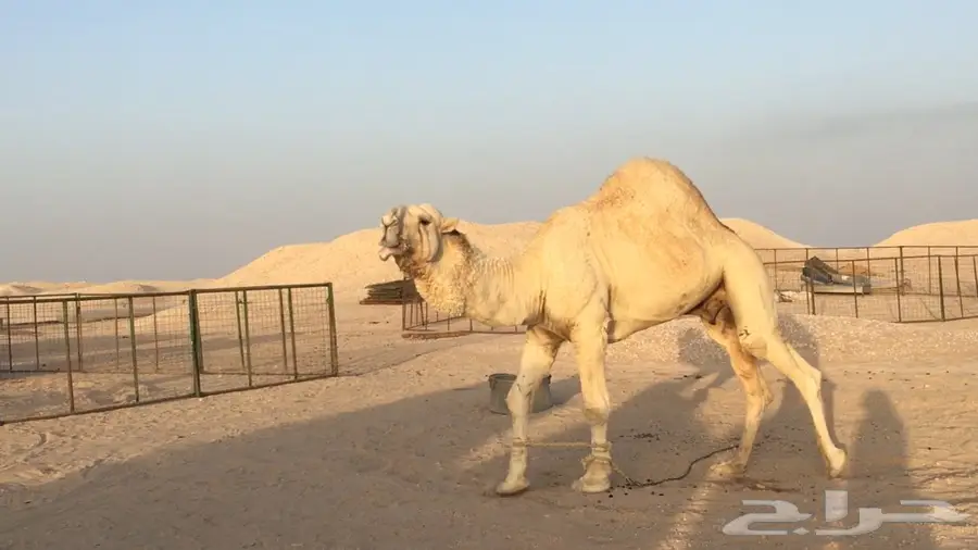 بعير اوضح على العالمي (image 2)